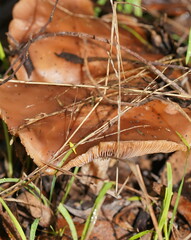 Leucopaxillus eucalyptorum