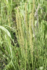 Plantago salsa