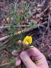 Gompholobium grandiflorum