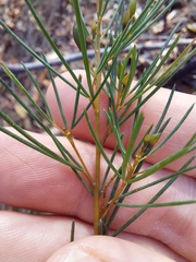 Gompholobium grandiflorum