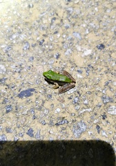 Odorrana chloronota