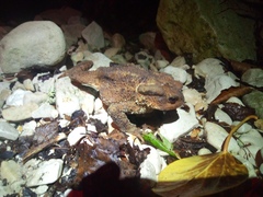 Bufo verrucosissimus