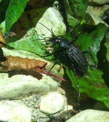 Carabus septemcarinatus