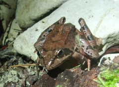 Rana macrocnemis