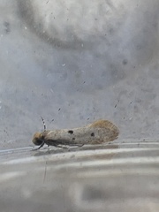 Tinea trinotella