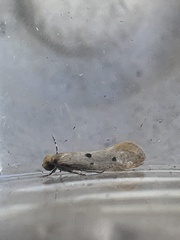 Tinea trinotella