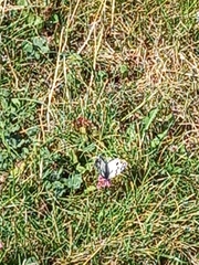 Melanargia lachesis