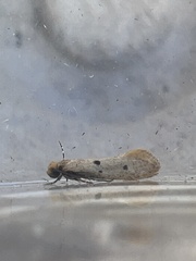 Tinea trinotella