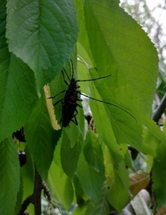 Aromia moschata ambrosiaca