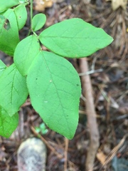 Vaccinium angustifolium