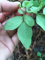 Vaccinium angustifolium