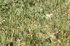 Spiranthes romanzoffiana