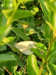Pieris rapae