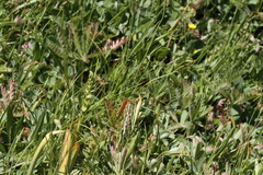 Spiranthes × stellata