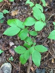 Vaccinium angustifolium