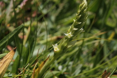 Spiranthes × stellata