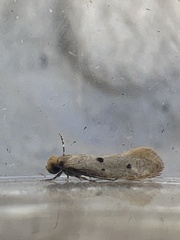 Tinea trinotella