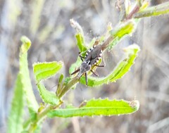 Rhynocoris erythropus