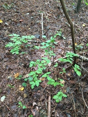 Vaccinium angustifolium