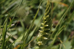 Spiranthes × stellata