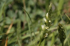 Spiranthes × stellata