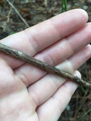 Vaccinium angustifolium