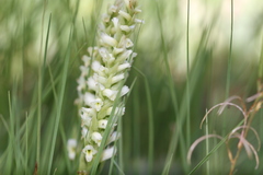 Spiranthes romanzoffiana