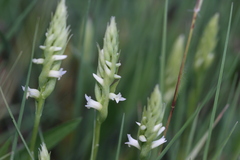 Spiranthes × stellata