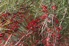 Hakea orthorrhyncha