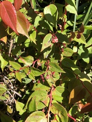 Gaultheria leucocarpa