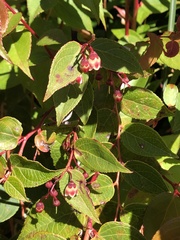 Gaultheria leucocarpa