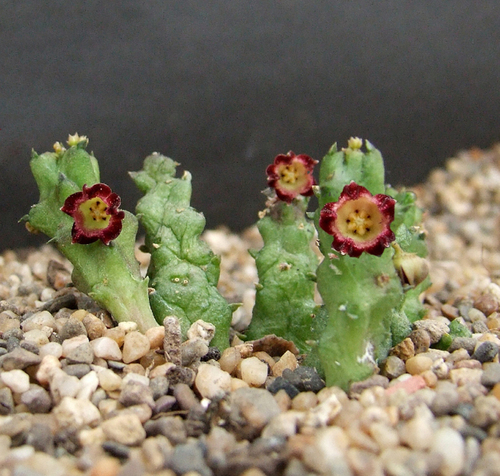 Baynesia lophophora
