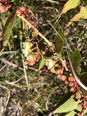 Gaultheria leucocarpa