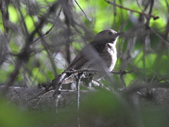 Luscinia megarhynchos