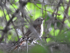 Luscinia megarhynchos