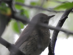 Luscinia megarhynchos