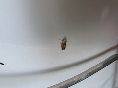 Eucosma conterminana