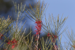 Hakea orthorrhyncha