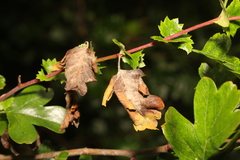 Monilinia johnsonii