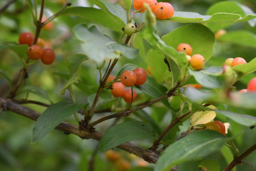 Image of Lonicera ruprechtiana by (c) Repina Tatyana, some rights reserved (CC BY)