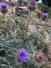 Cynara cornigera
