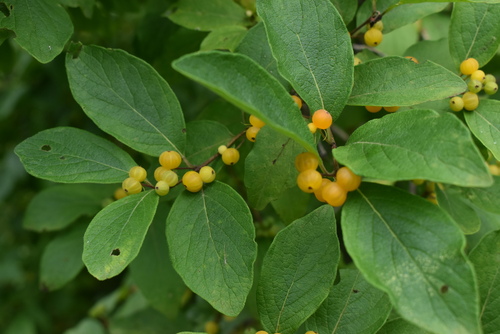 Image of Lonicera ruprechtiana by (c) Repina Tatyana, some rights reserved (CC BY)