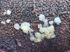 Tremella globispora