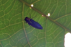 Coomaniella