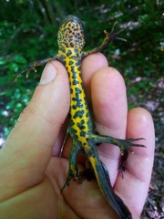 Triturus karelinii