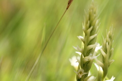 Spiranthes × stellata