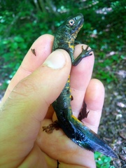 Triturus karelinii