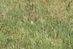 Spiranthes romanzoffiana