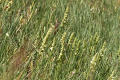 Spiranthes × stellata