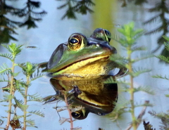 Pig Frog photo 4